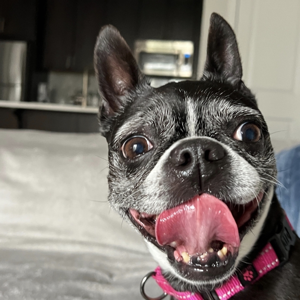 🐾Meet Your Poshers - Christine, Katie, and Iggy🐾